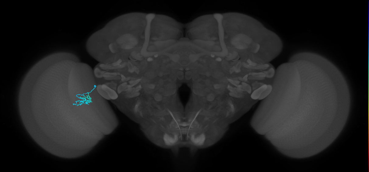 Dm15_L (MaleCNS:524824)