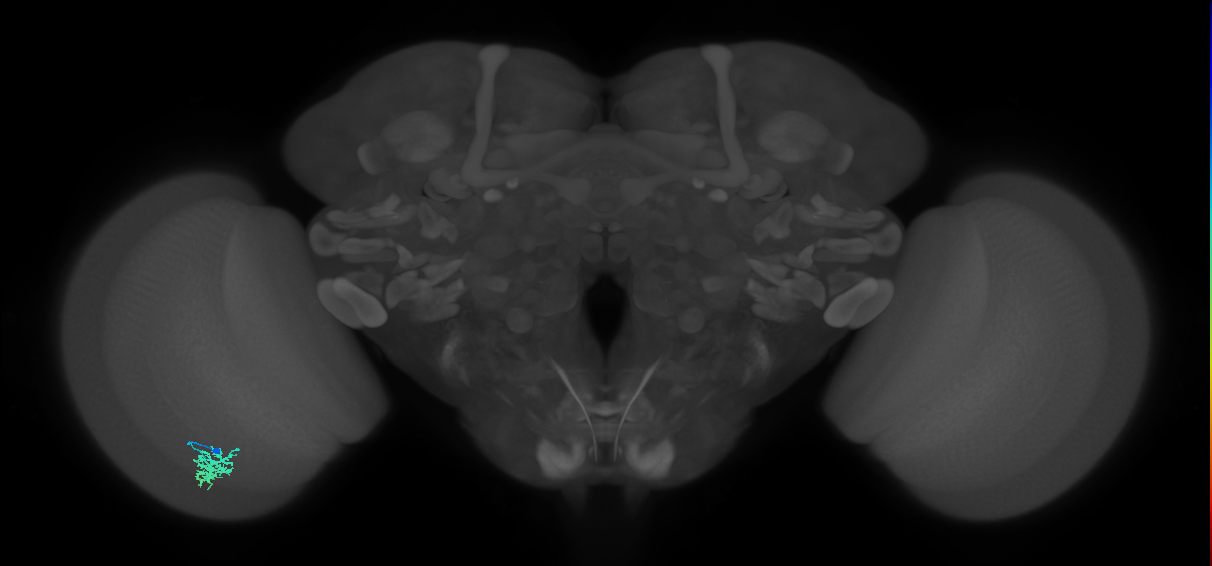 Dm15_L (MaleCNS:544643)
