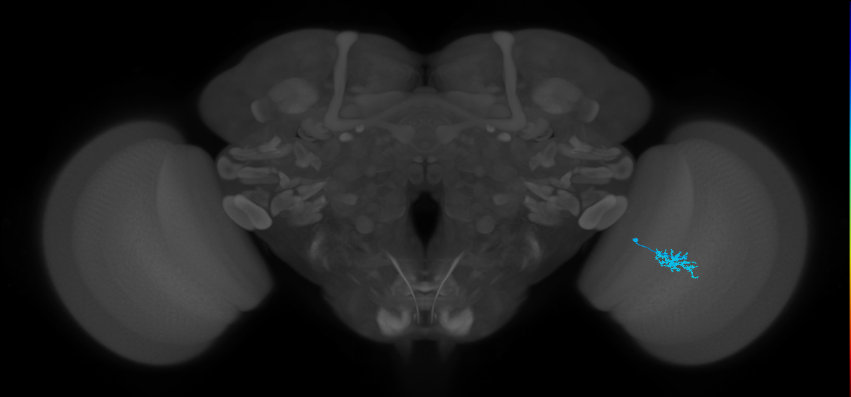 Dm15_R (MaleCNS:83767)