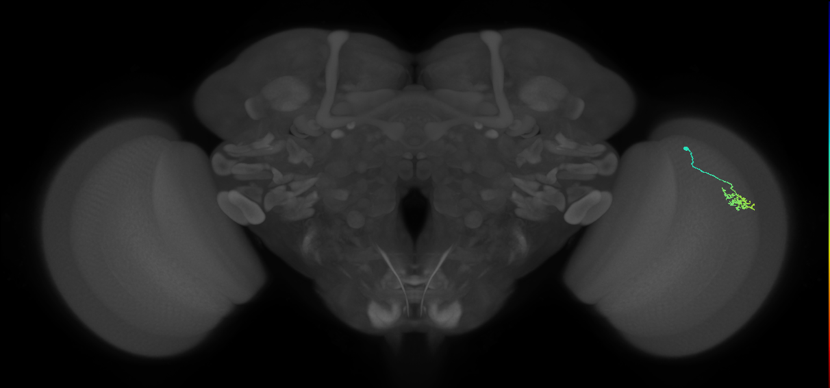 Dm15_R (MaleCNS:87084)