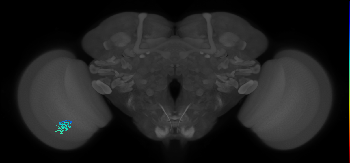 Dm15_L (MaleCNS:38108)