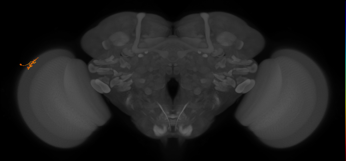 Dm15_L (MaleCNS:91138)