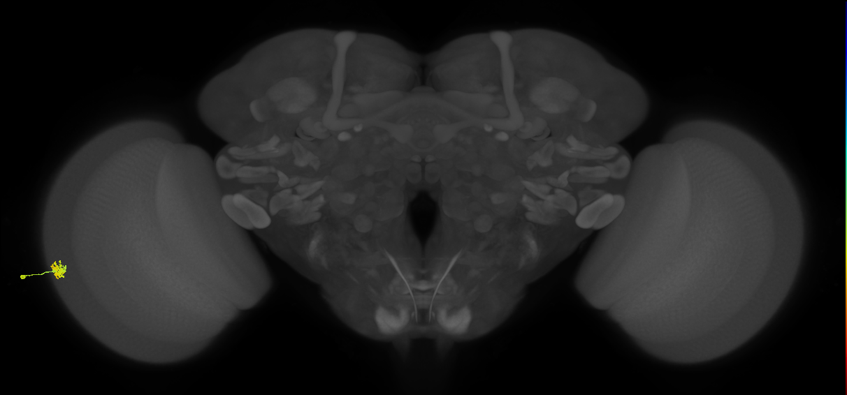 Dm15_L (MaleCNS:85932)
