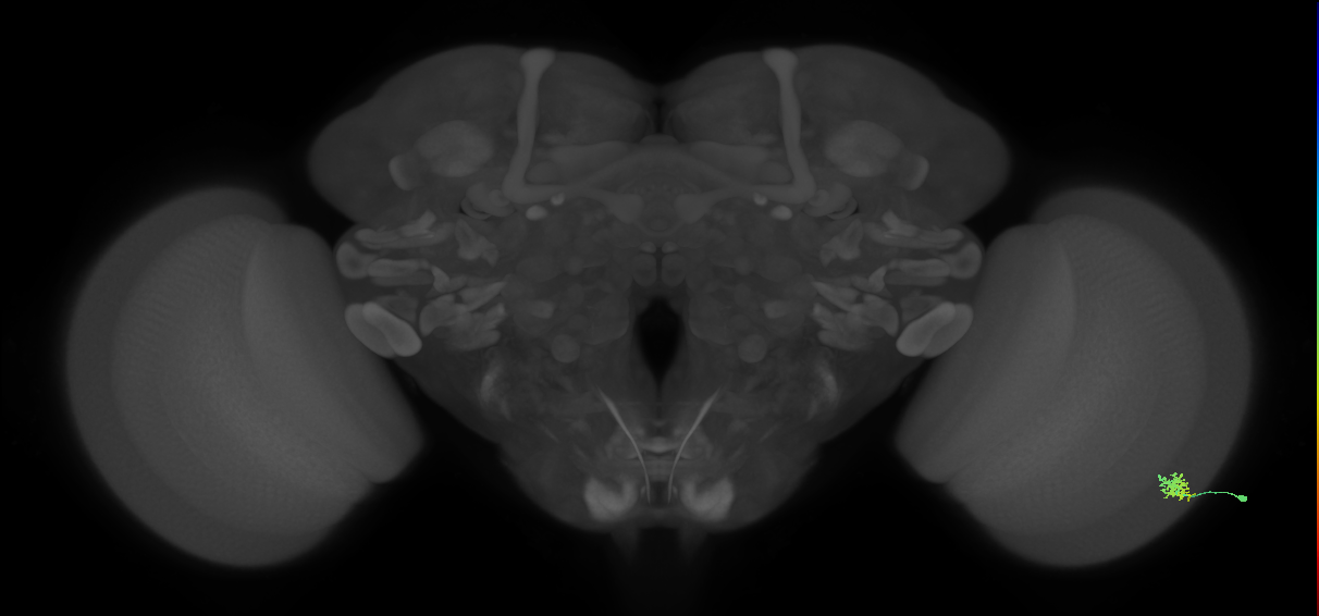 Dm15_R (MaleCNS:79313)