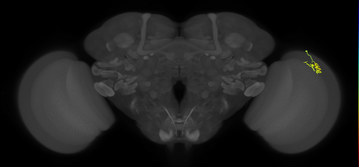 Dm15_R (MaleCNS:80452)