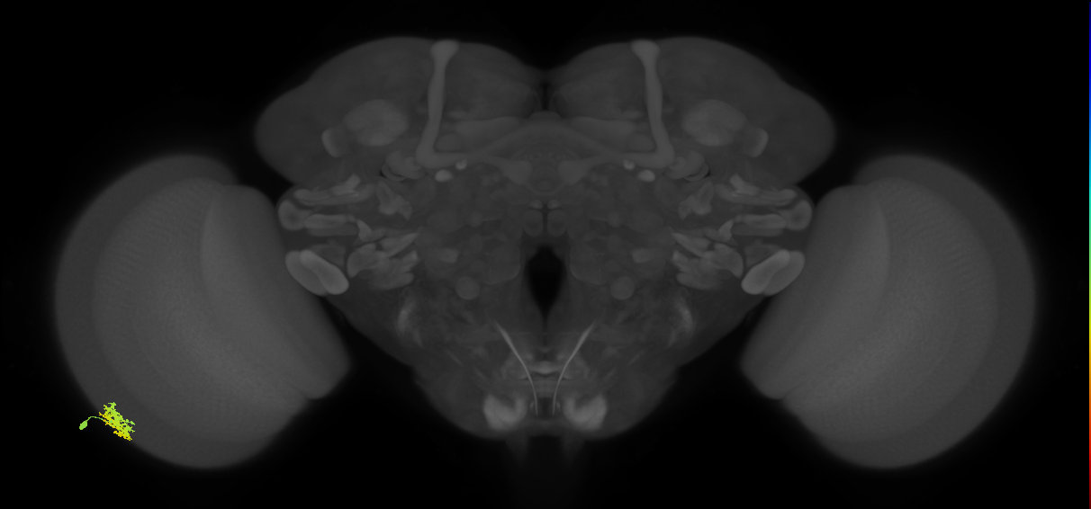 Dm15_L (MaleCNS:38237)