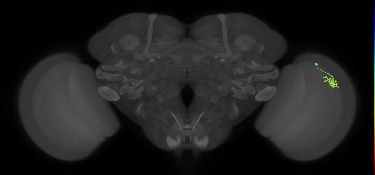 Dm15_R (MaleCNS:71079)