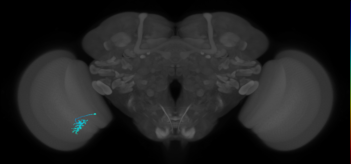 Dm15_L (MaleCNS:537828)