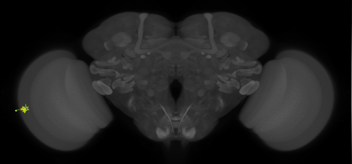 Dm15_L (MaleCNS:536181)