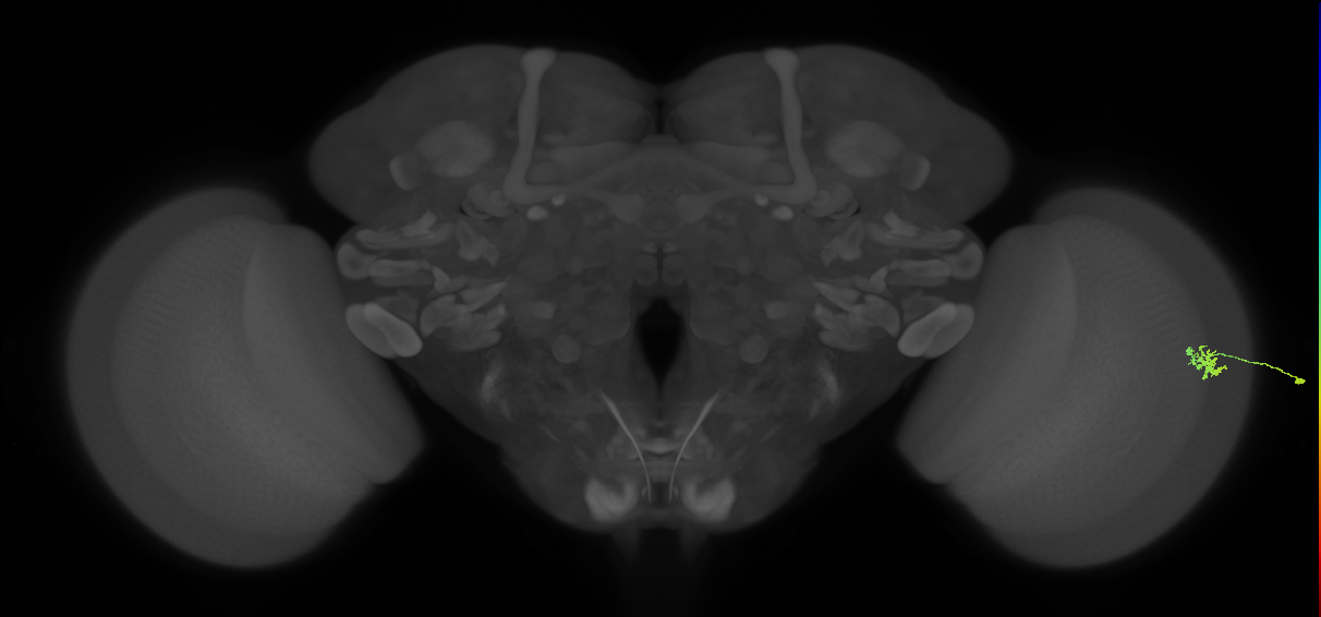 Dm15_R (MaleCNS:119466)