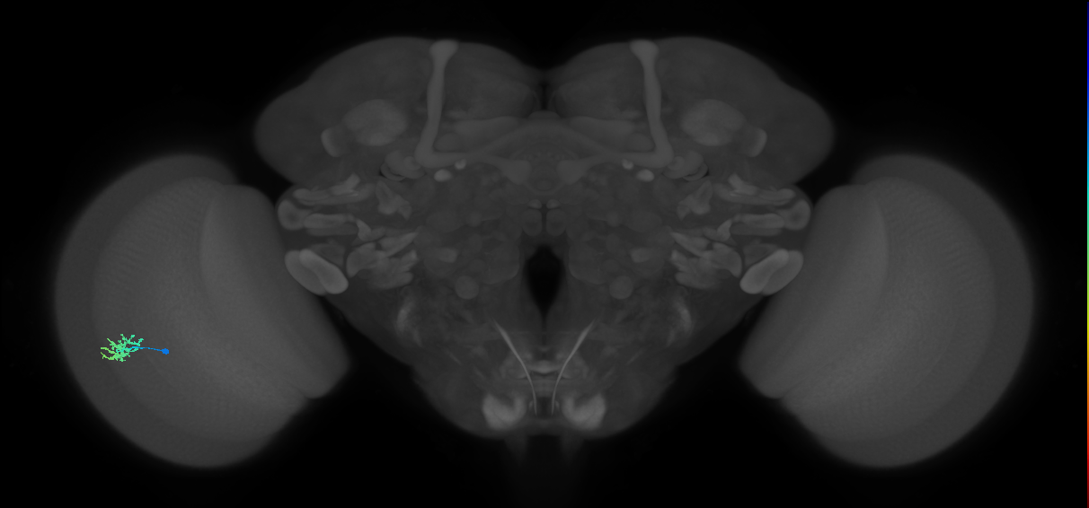 Dm15_L (MaleCNS:76581)