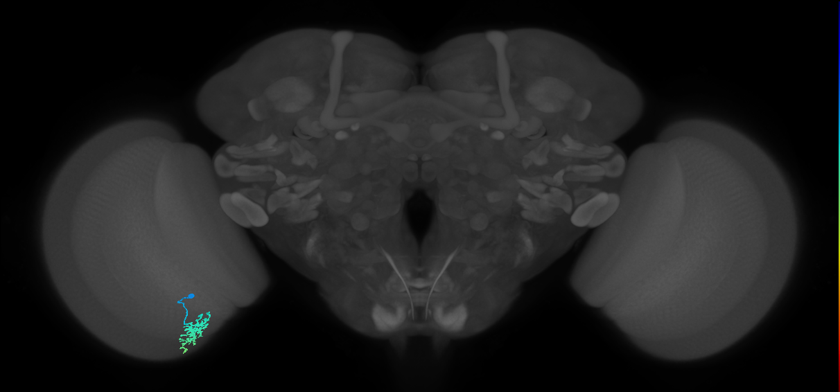 Dm15_L (MaleCNS:79797)