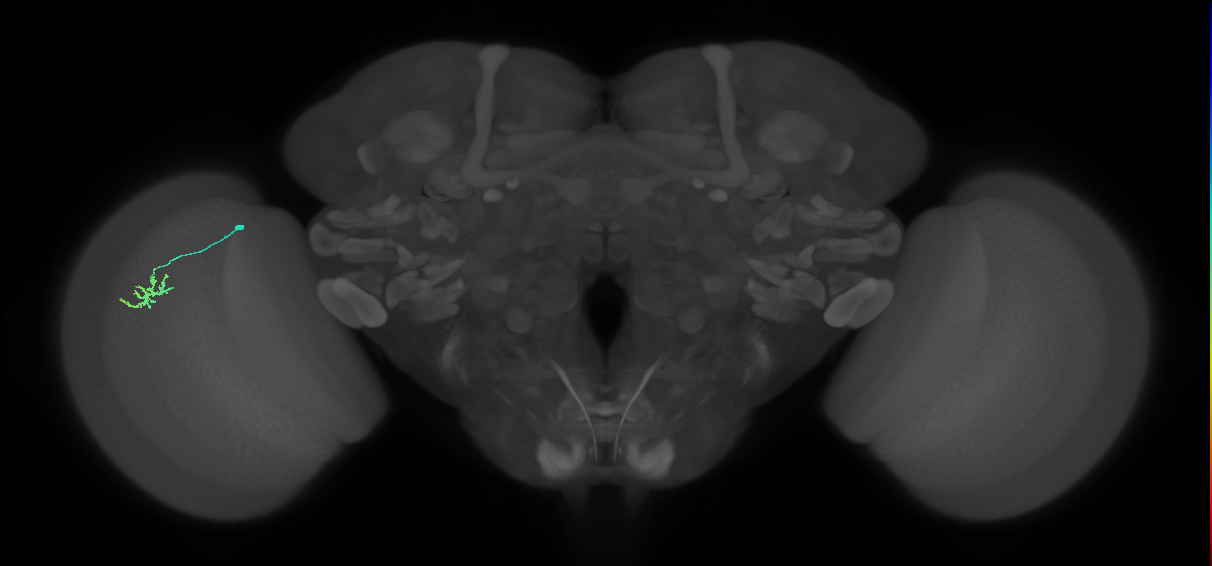 Dm15_L (MaleCNS:515889)