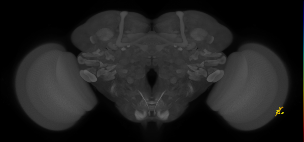 Dm15_R (MaleCNS:84691)