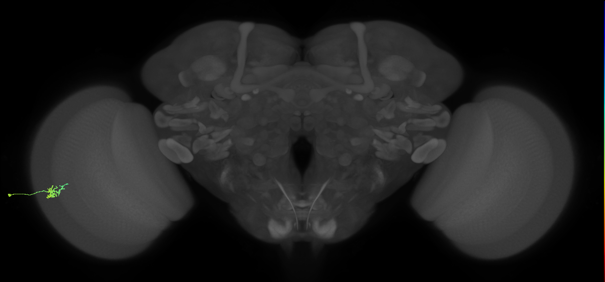 Dm15_L (MaleCNS:98283)