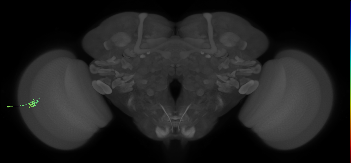 Dm15_L (MaleCNS:524871)