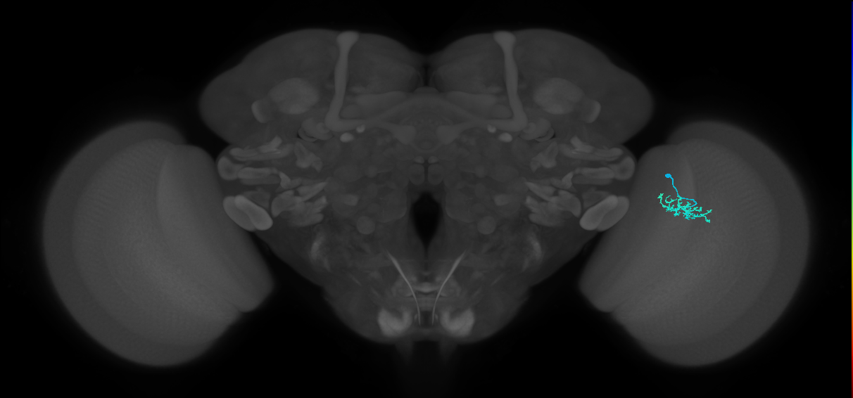 Dm15_R (MaleCNS:77345)