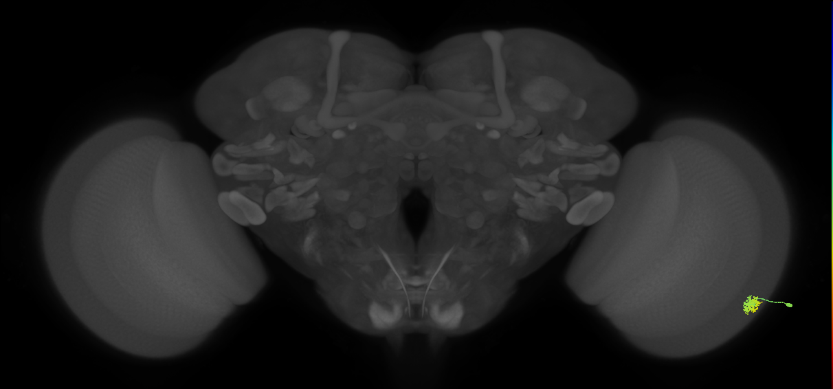 Dm15_R (MaleCNS:67008)