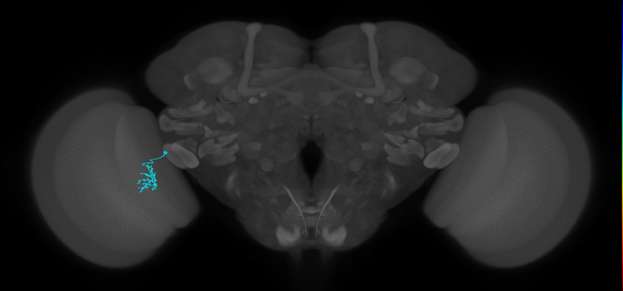 Dm15_L (MaleCNS:545992)