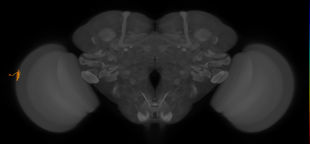 Dm15_L (MaleCNS:100398)