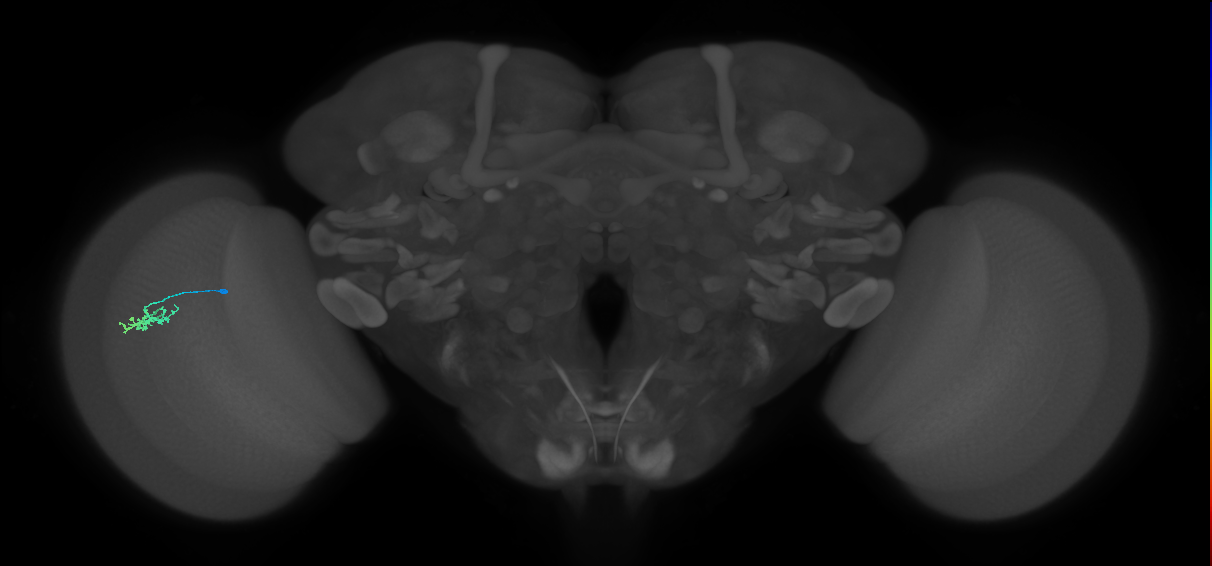 Dm15_L (MaleCNS:532586)