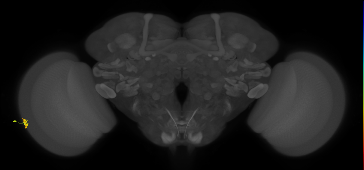 Dm15_L (MaleCNS:526743)