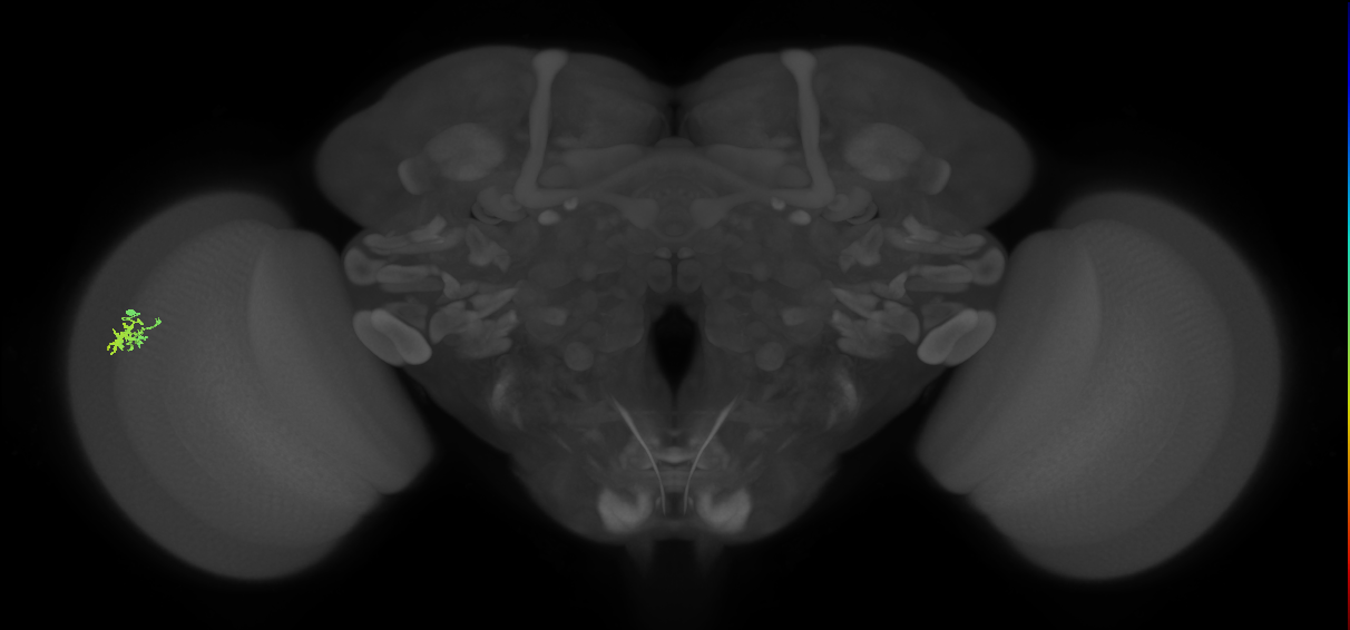 Dm15_L (MaleCNS:77175)