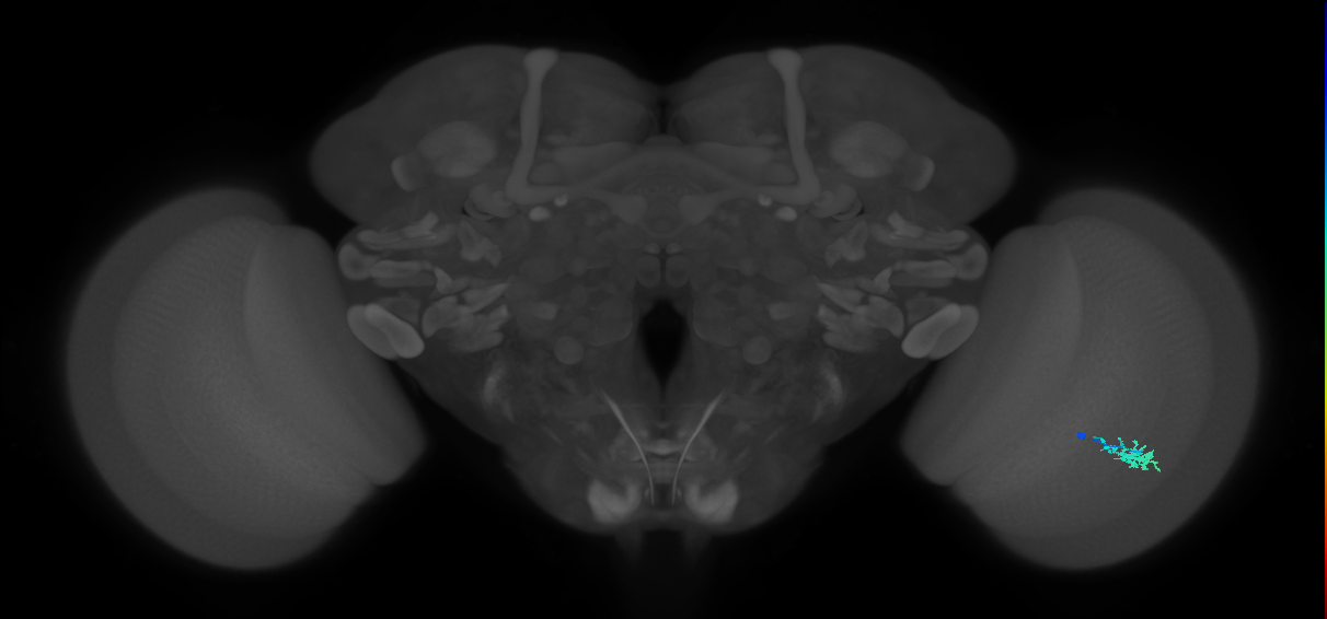 Dm15_R (MaleCNS:76752)