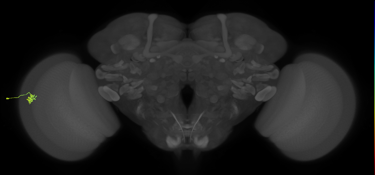 Dm15_L (MaleCNS:526742)
