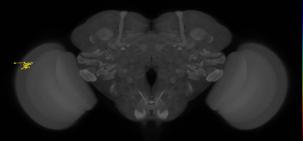 Dm15_L (MaleCNS:76905)