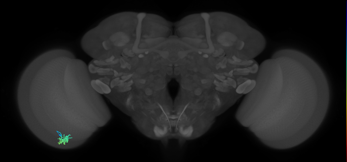 Dm15_L (MaleCNS:539610)