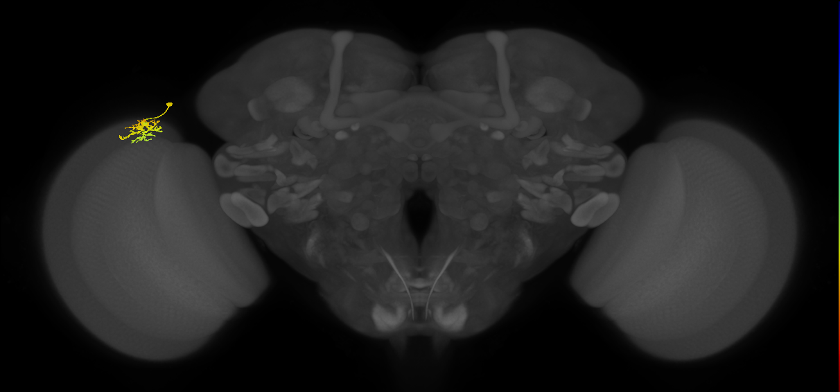 Dm15_L (MaleCNS:65973)