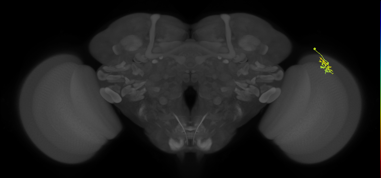 Dm15_R (MaleCNS:75544)