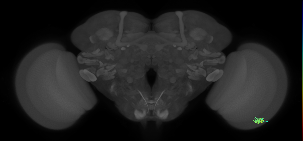 Dm15_R (MaleCNS:67316)