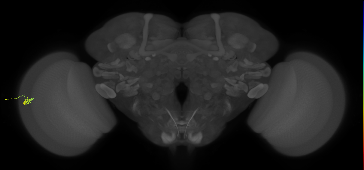 Dm15_L (MaleCNS:550547)