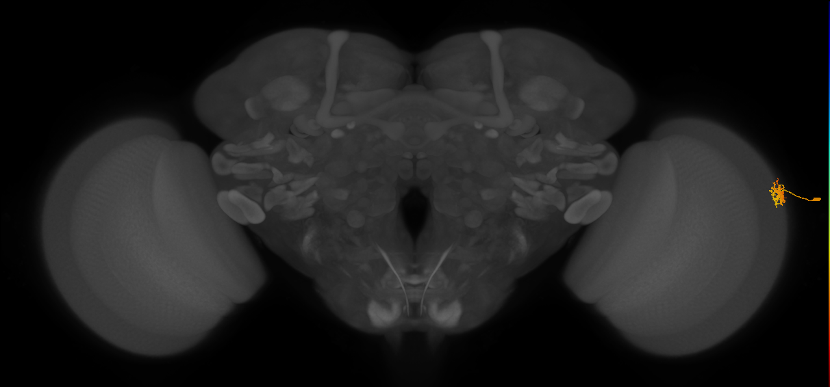 Dm15_R (MaleCNS:74449)