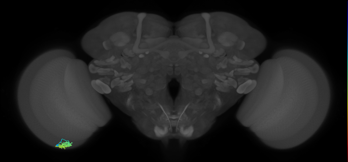 Dm15_L (MaleCNS:25175)