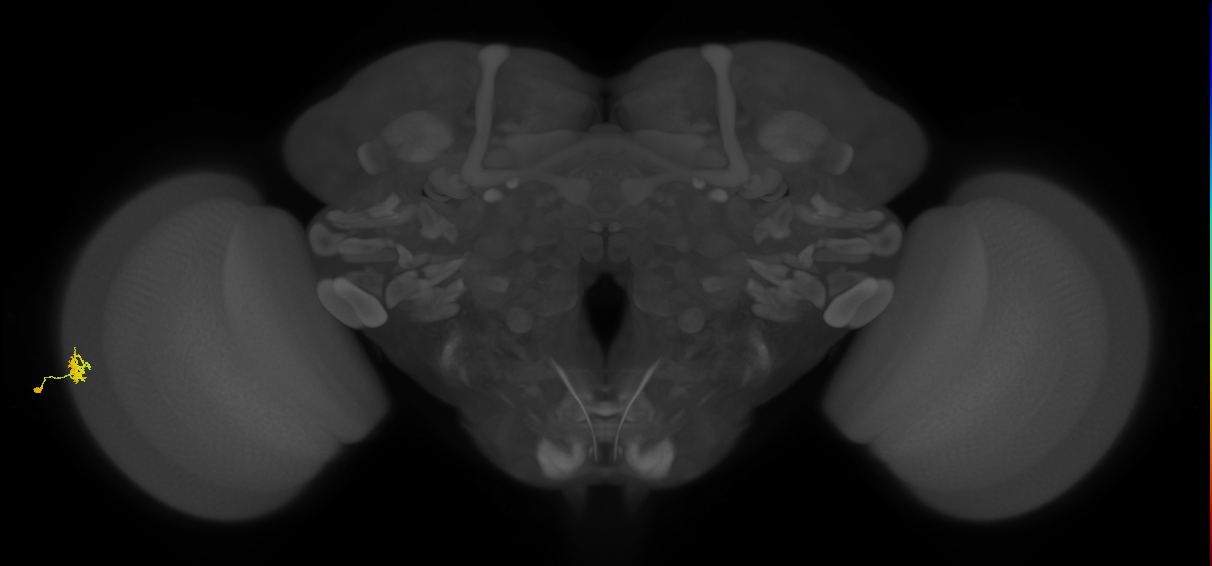 Dm15_L (MaleCNS:525733)