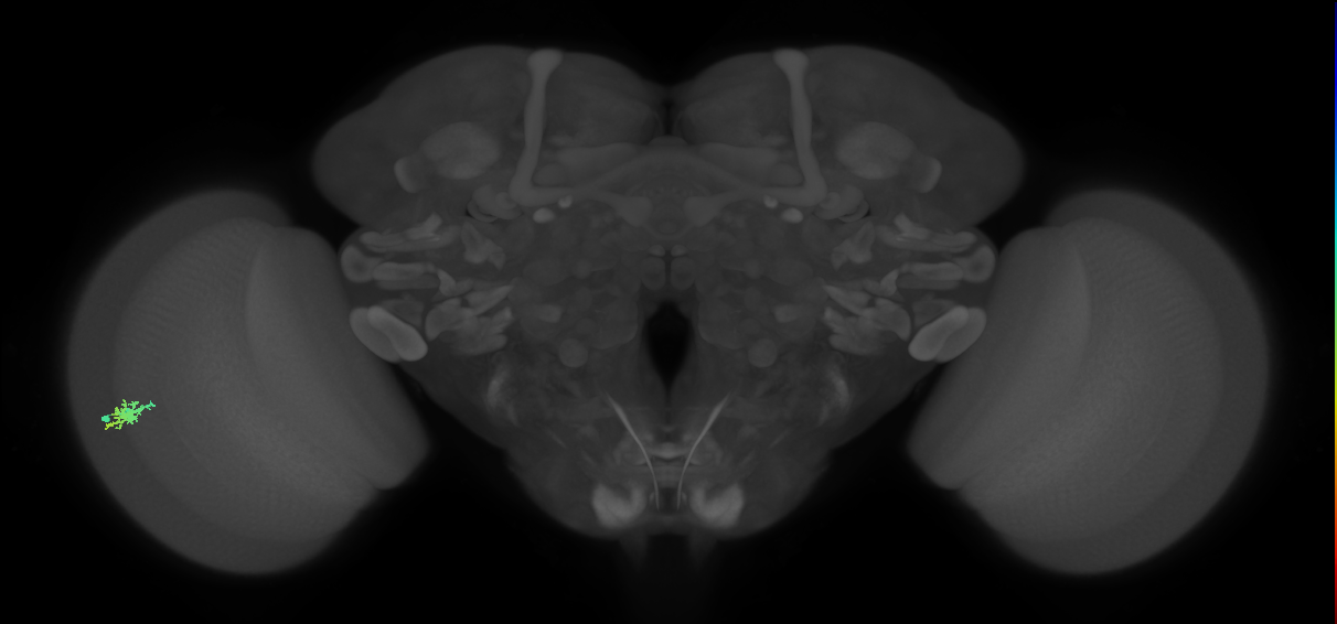 Dm15_L (MaleCNS:84090)