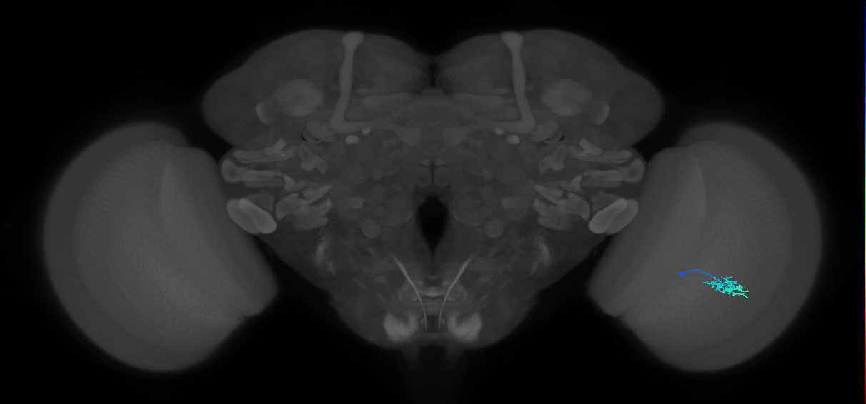Dm15_R (MaleCNS:84132)