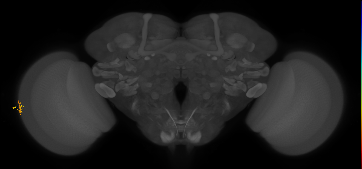 Dm15_L (MaleCNS:516491)