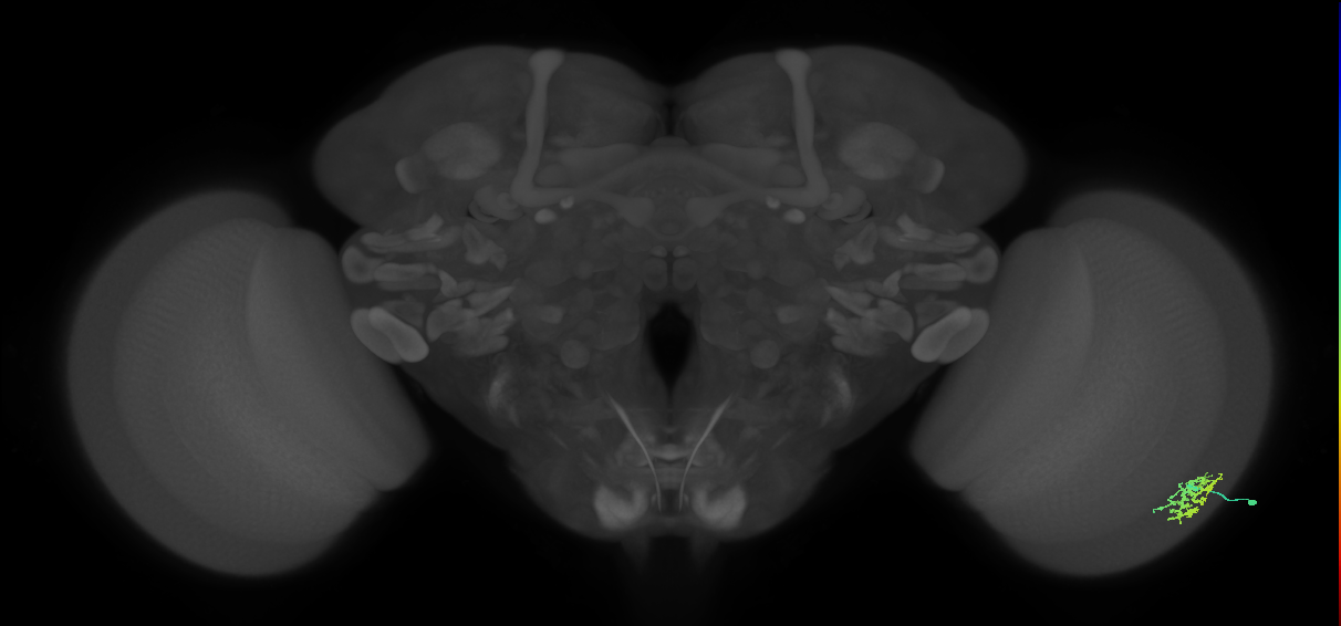 Dm15_R (MaleCNS:63003)