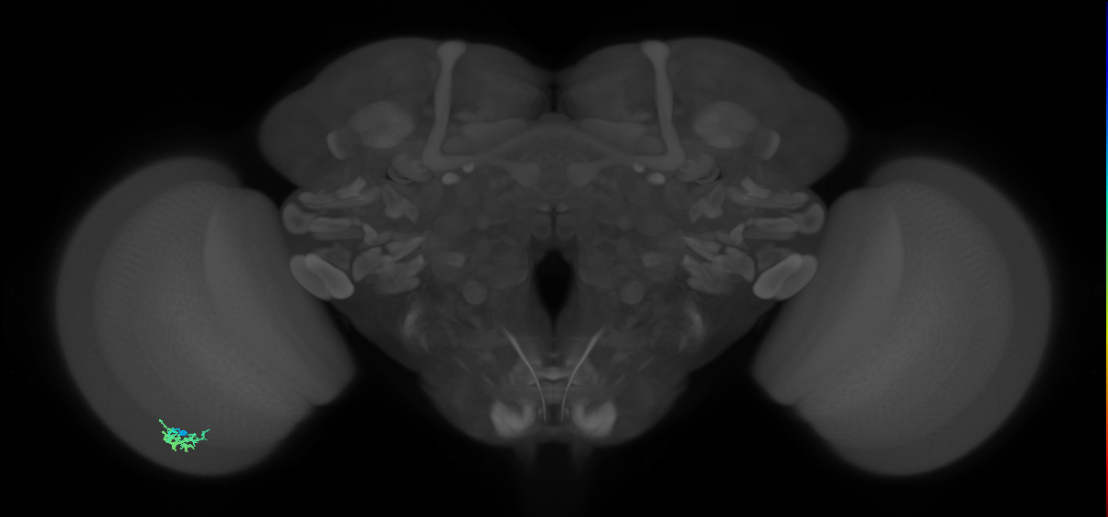 Dm15_L (MaleCNS:66602)
