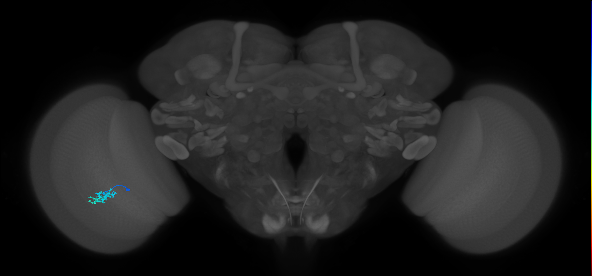 Dm15_L (MaleCNS:513755)