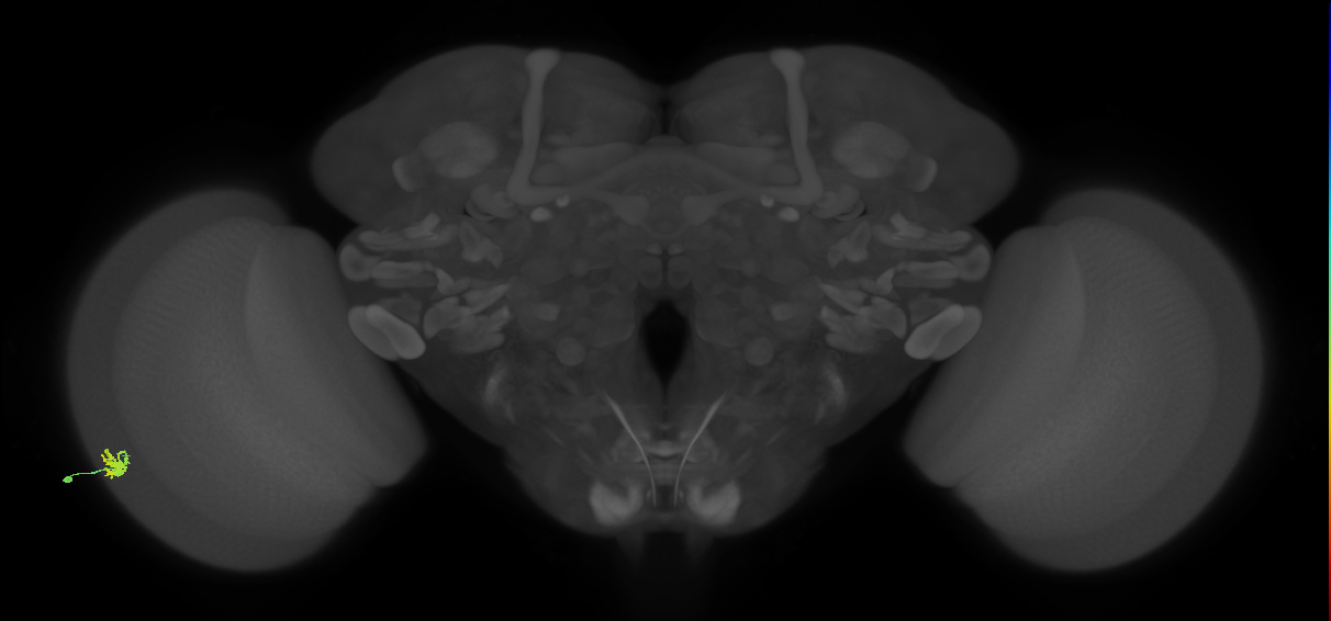 Dm15_L (MaleCNS:82402)