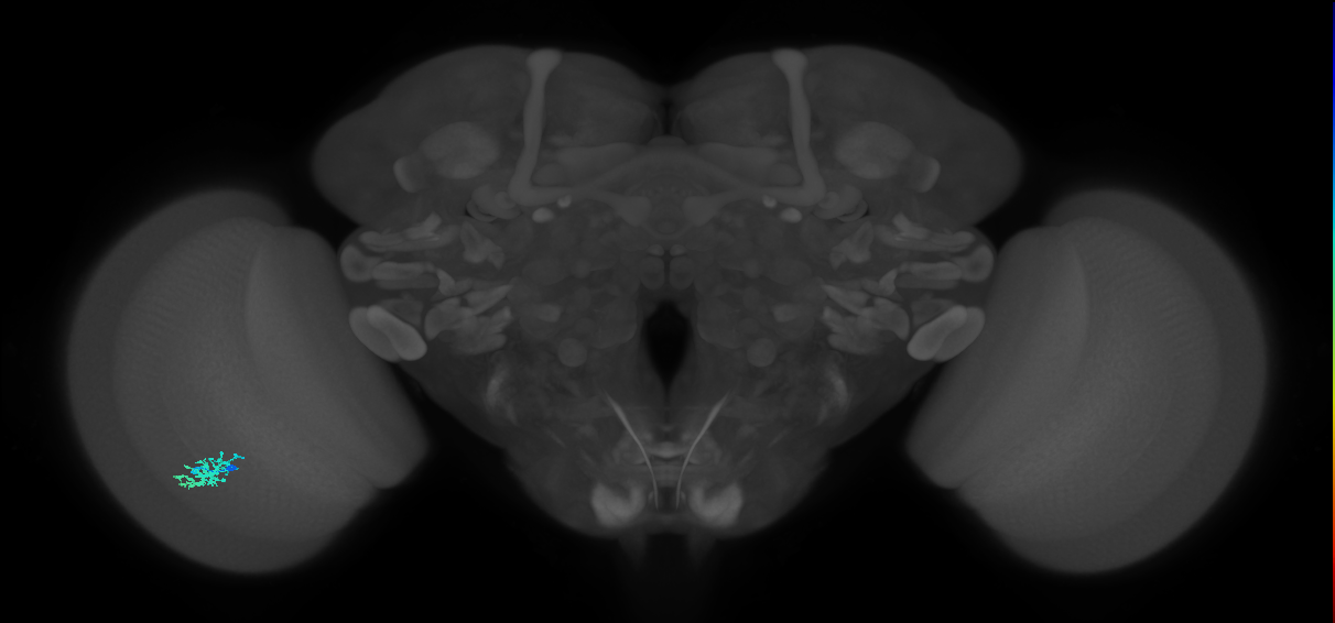 Dm15_L (MaleCNS:549751)