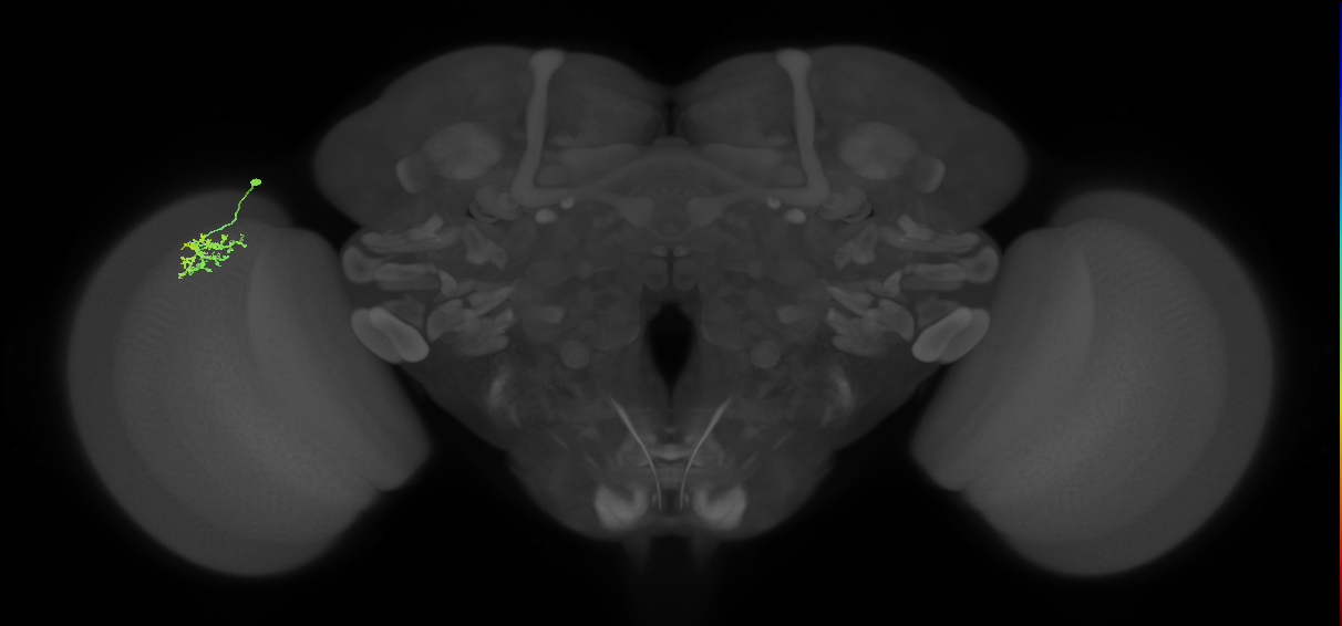 Dm15_L (MaleCNS:64339)