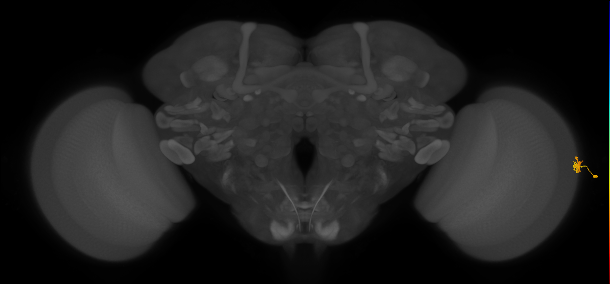Dm15_R (MaleCNS:100236)