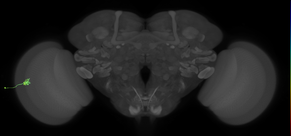 Dm15_L (MaleCNS:107114)