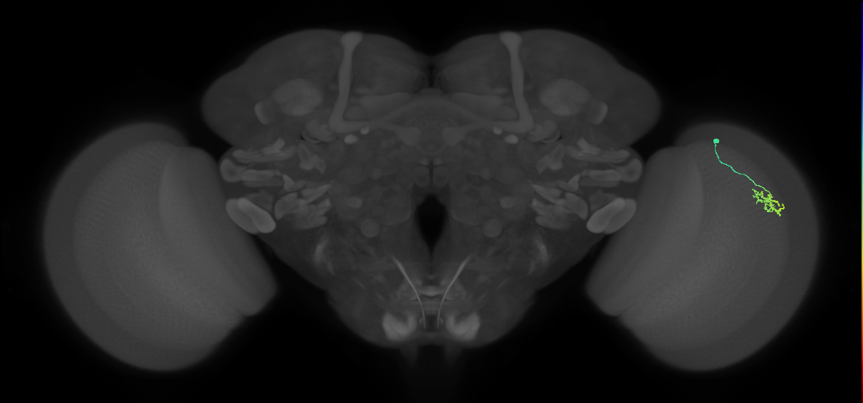 Dm15_R (MaleCNS:118887)